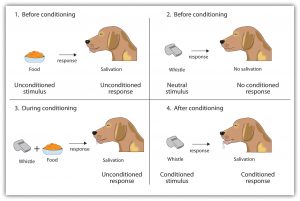 Image showing conditioning of Pavlov's dog