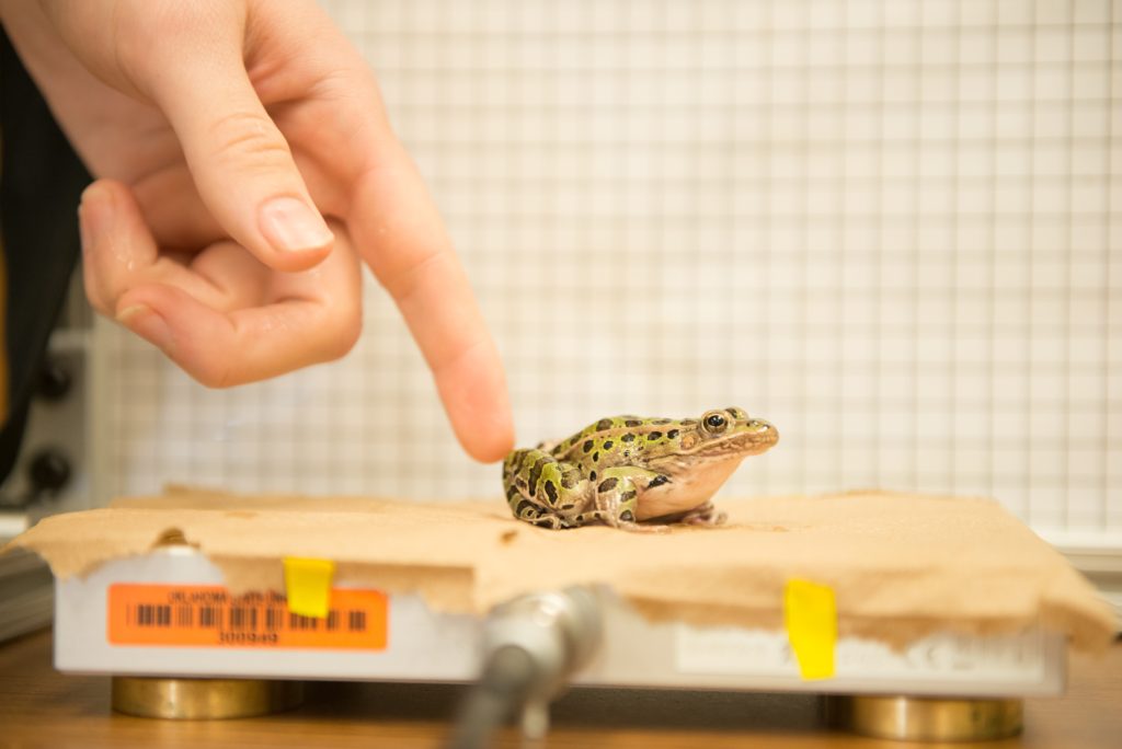 Someone touches a frog while using it as a presentation aid.
