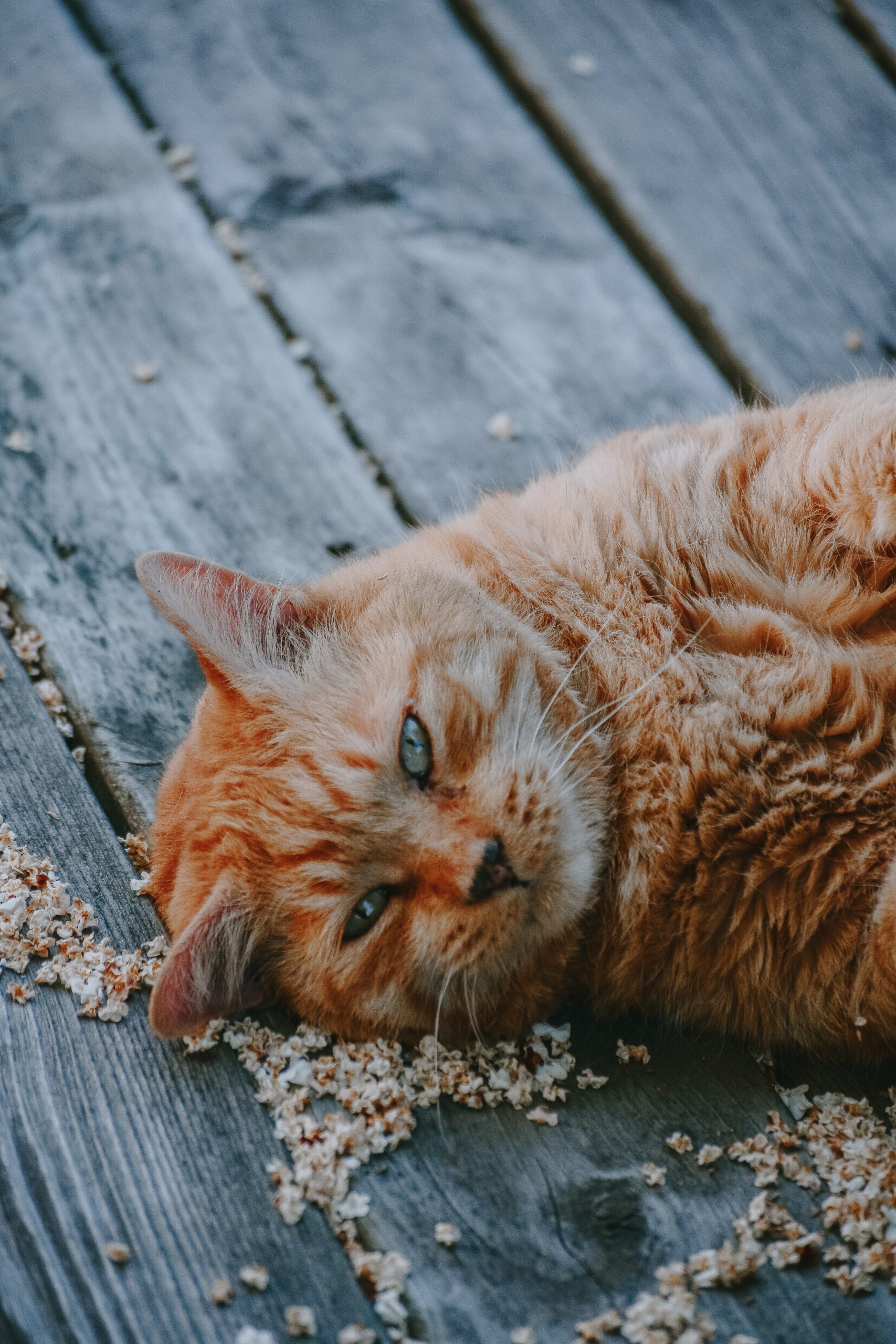 A large orange tabby cat lays on a wooden floor