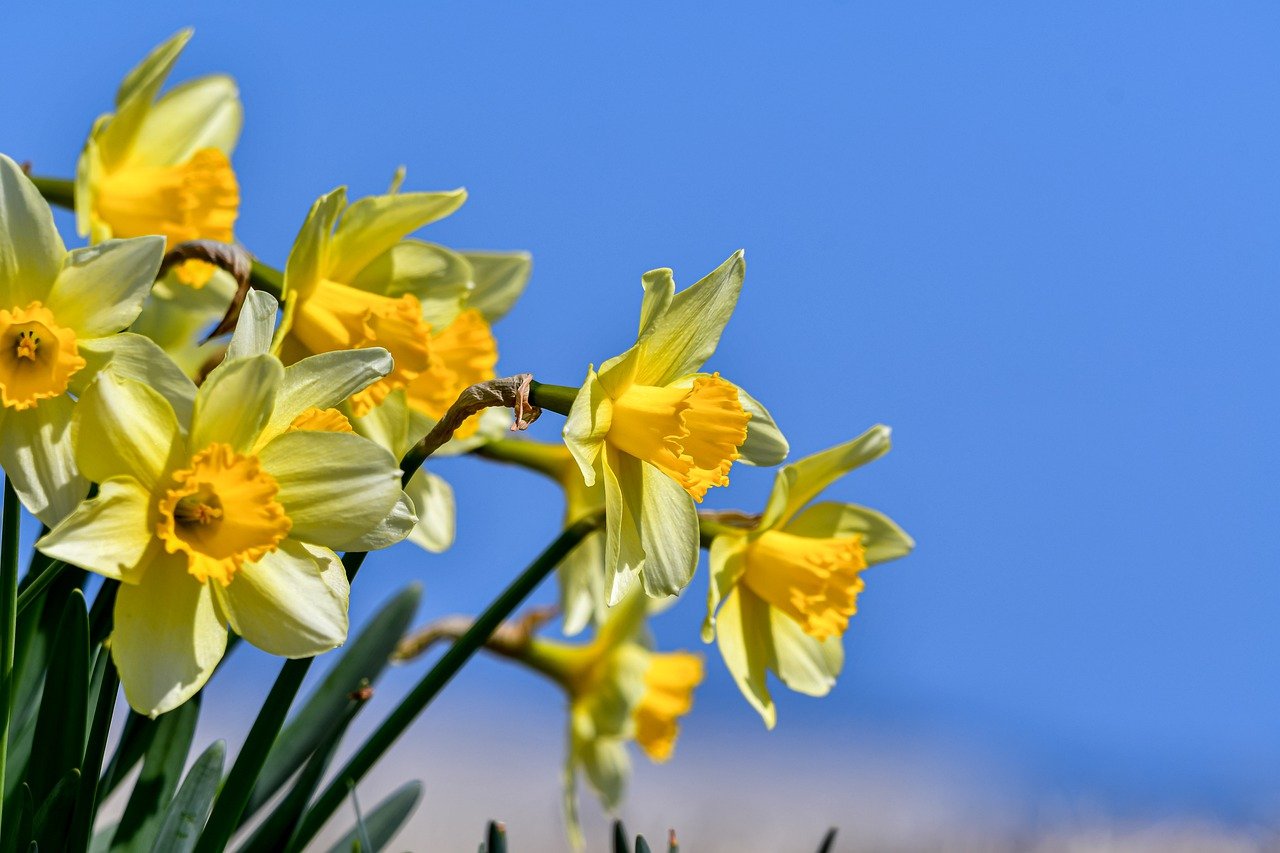 A picture of vibrant yellow flowers with a blue sky background