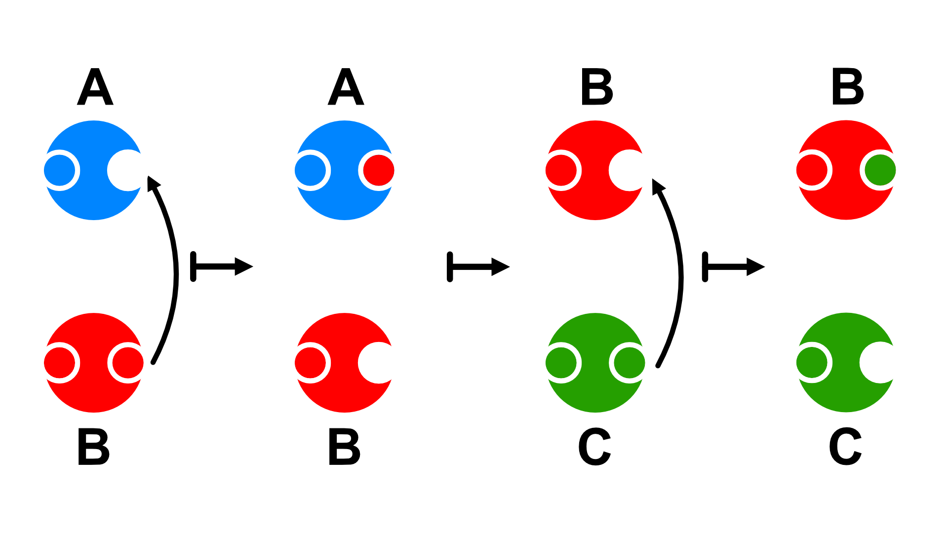 A diagram showing an illustration of the free radical theory.