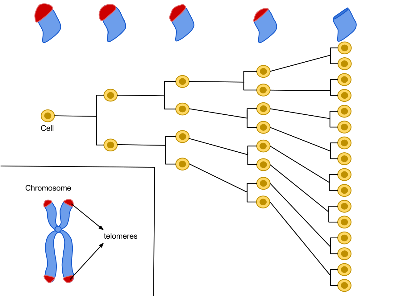 Illustration of the Hayflick Limit