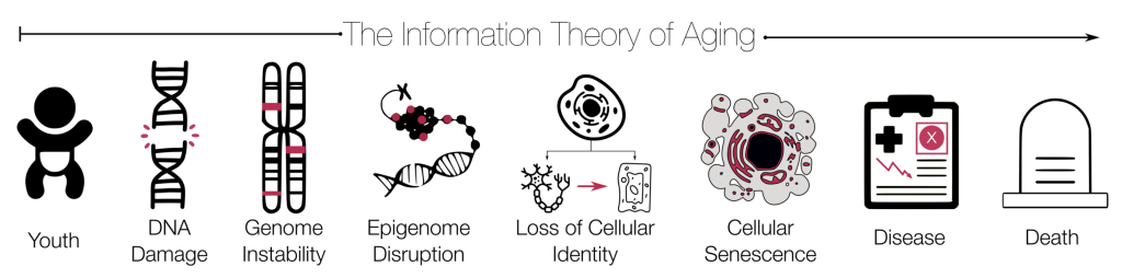 An illustration of Sinclair's Information theory on aging, a continuum that spans youth to death with various processes in between such as DNA Damage, Dellular Senescence, and Disease.