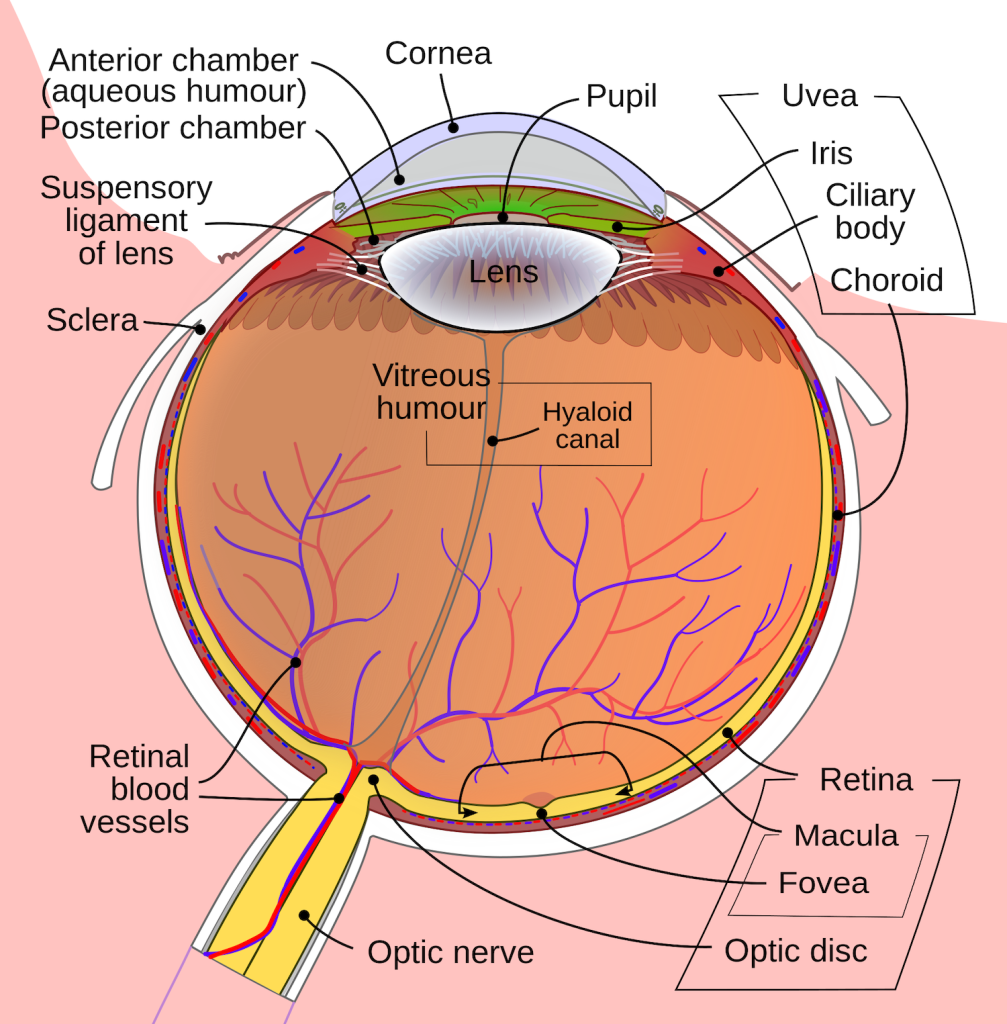 Diagram showing the component parts of the human eye including Cornea, Pupil, Lens, and Optic Nerve.