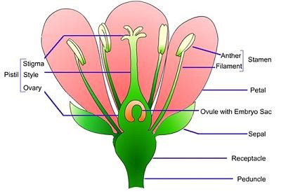 Image of flower with lines leading to labels of the parts of the flower