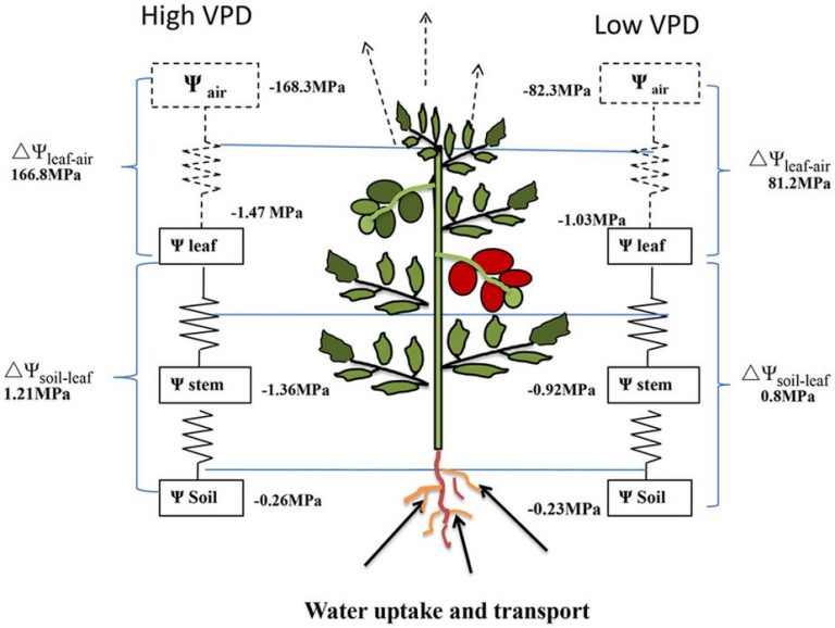 11. Transpiration and Root Water Uptake Rain or Shine